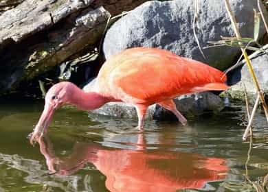 ショウジョウトキ